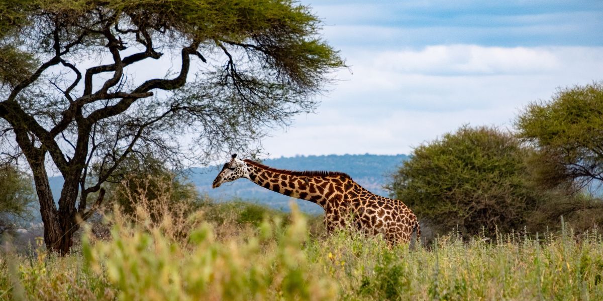 Giraffe in Tarangire National Park